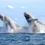 2-Whales-Larry-Bennett
