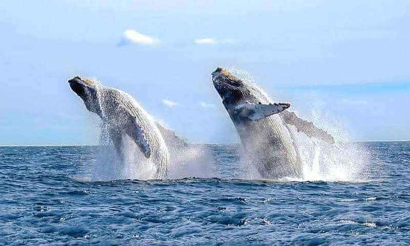 3,183 Whales Catalogued in Banderas Bay This Season