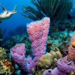 Green sea turtle [Chelonia mydas] swimming over coral reef with Azure vase sponges [Callyspongia plicifera].  Bonaire, Netherlands Antilles, Caribbean