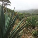 Agave-OPC