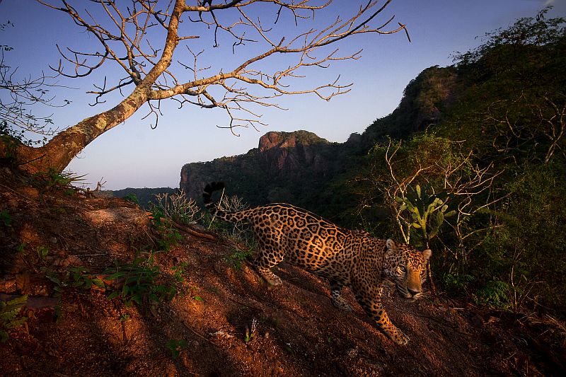Raffle With Causes Offers Prizes and Supports Wildlife