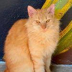 Ambar