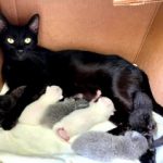 Angelina-newsletter