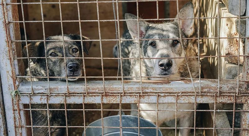 Jalisco Congress Passes Stricter Laws to Combat Animal Cruelty