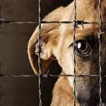 AnimalAbuse