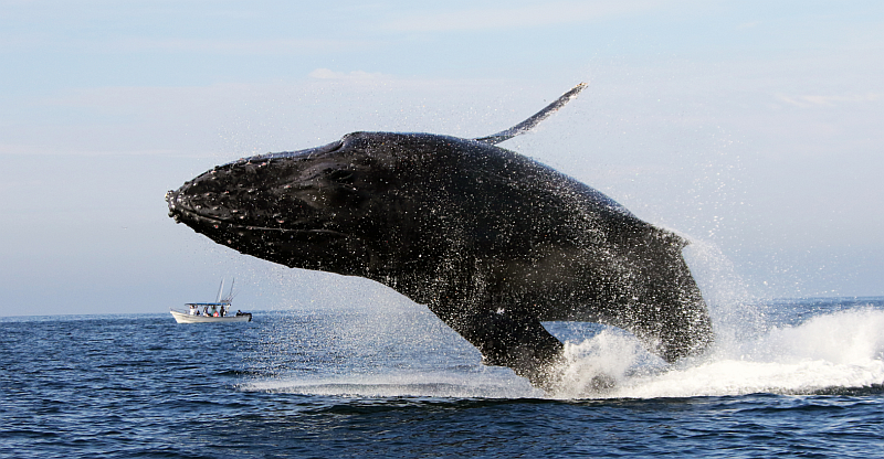 Whale Watching in Puerto Vallarta: a Magical Experience