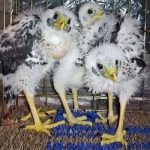 Baby-Eagles