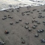 BabyTurtleRelease