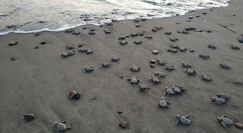 Puerto Vallarta Invites Volunteers to Protect Sea Turtles