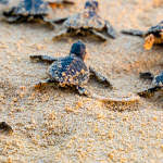 BabyTurtles