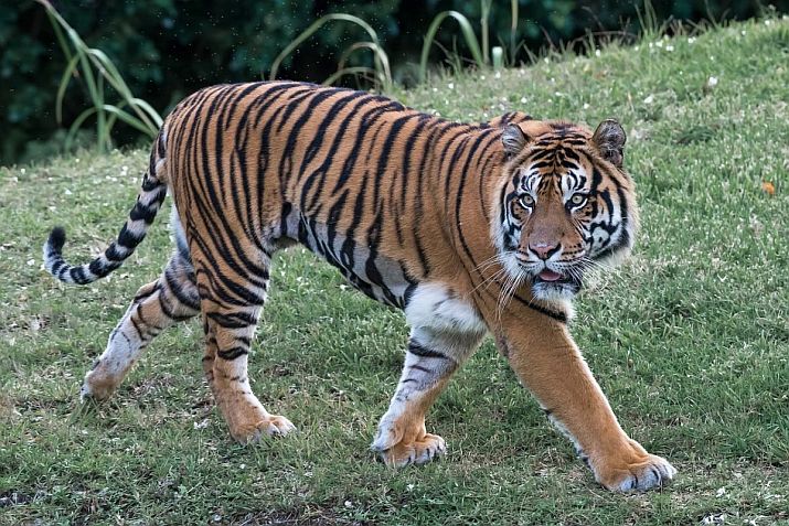 Escaped Bengal Tiger Caught on Video in Tapalpa, Jalisco