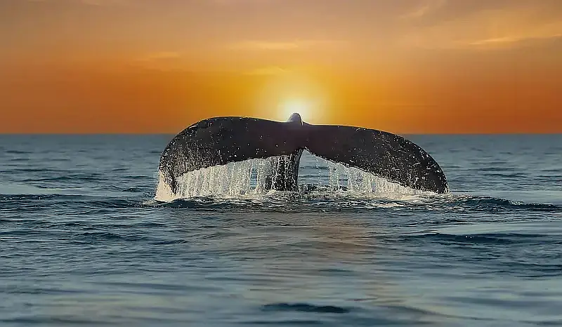 Puerto Vallarta to Host Film Marathon for Ocean Conservation