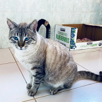 Bob-the-Cat