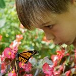 Butterfly-Boy