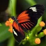 ButterflyWeekend