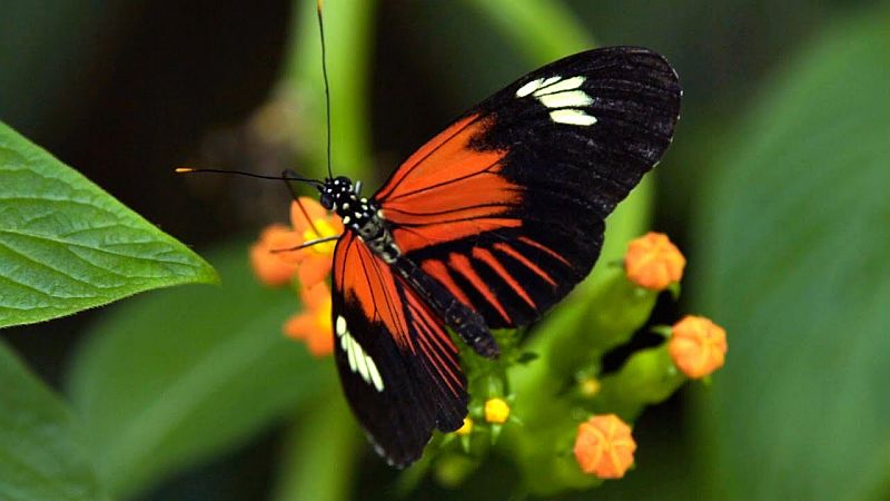 Vallarta Botanical Garden Butterfly Weekend October 5-6