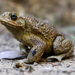 CaneToad