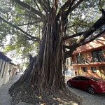 CarranzaStreetTree