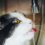 CatDrinkingWater