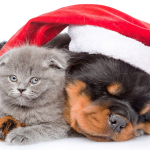 ChristmasPets