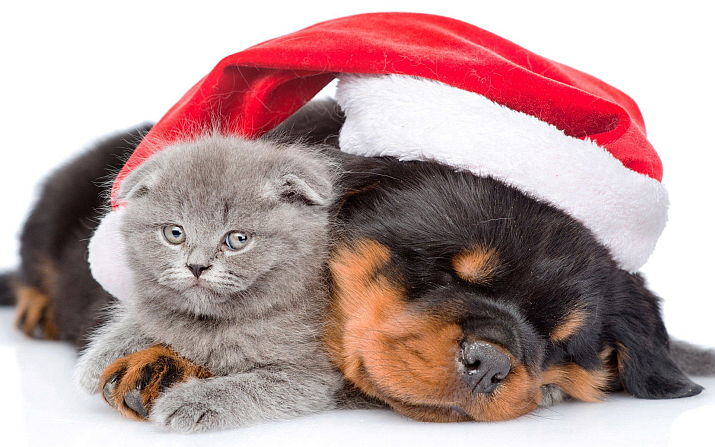 christmas puppies and kittens