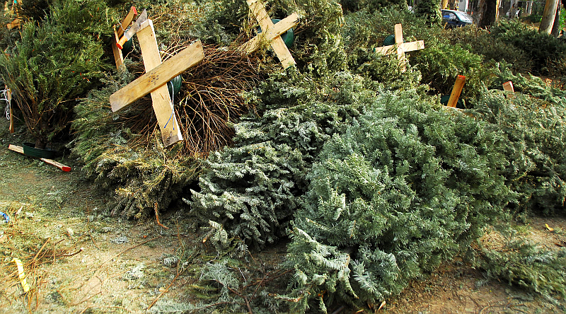 Puerto Vallarta Sets Up Christmas Tree Collection Points