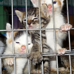Clinic-kittens