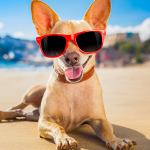 CoolPup