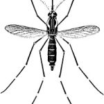 DengueMosquitoes