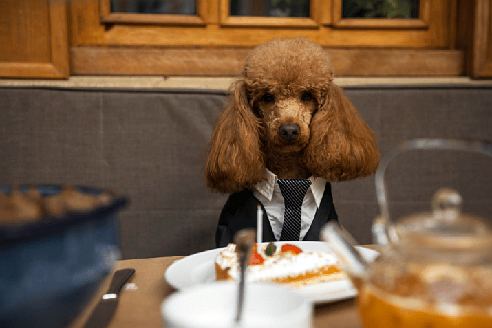 The Sula Society’s Bow Wow Gala Set to Dazzle at New Luxury Venue The Sula Society’s Bow Wow Gala Set to Dazzle at New Luxury Venue