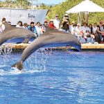DolphinShow