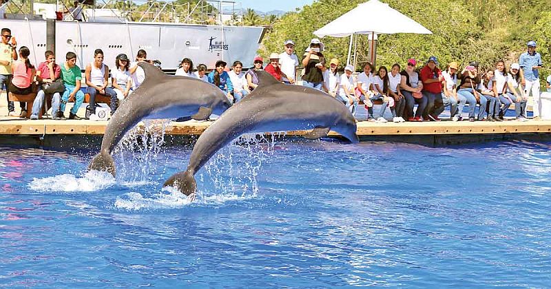 Mexico Moves to Ban Marine Animal Shows, Impacting Vallarta Tourism Mexico Moves to Ban Marine Animal Shows, Impacting Vallarta Tourism