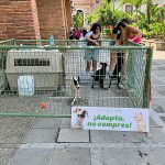 Don’tShopAdopt
