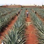 EndangeredAgave