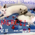 Gracias-Mama