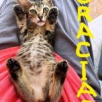 Gracias-Zarina