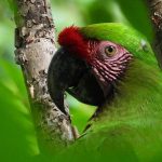GreenMacaw