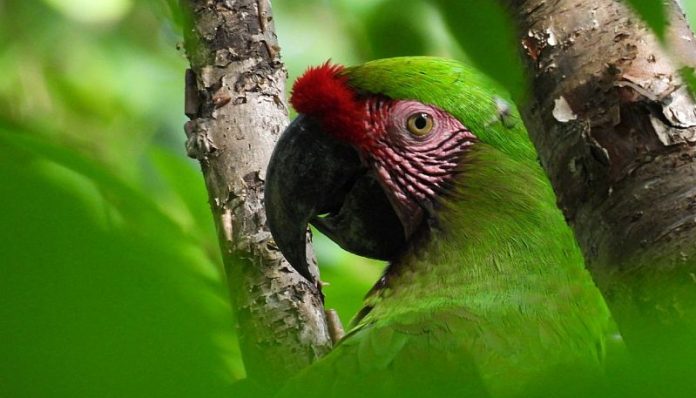 Safety And Security For Noisy Macaws Reference: New Security Measures Safeguard Jalisco S Green Macaws