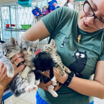 Handful-of-kittens