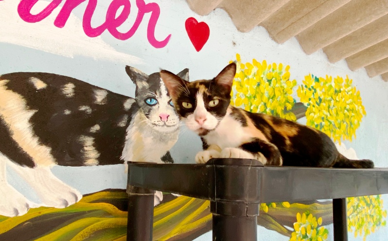 February 2023 News from PuRR Project Puerto Vallarta