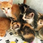 Header-kittens