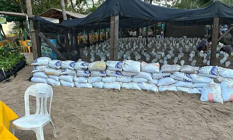 Puerto Vallarta Protects 574 Turtle Nests From Polo