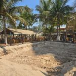 HoliBeachHatchery