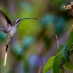 Hummingbird-Chamblee