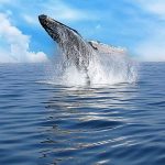 HumpbackWhaleBanderasBay
