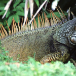 Iguana