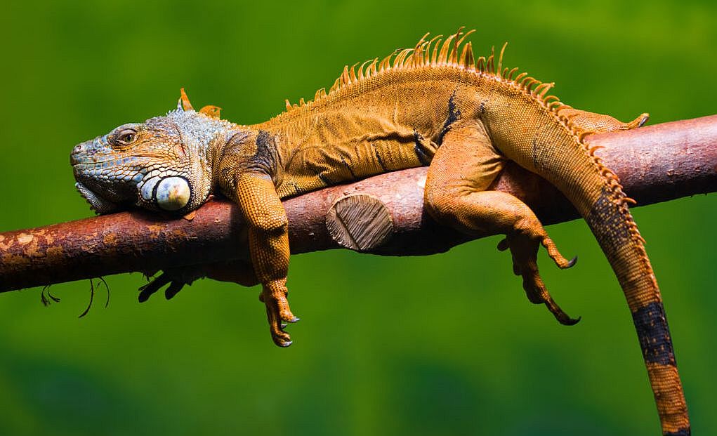 The Creatures You’ll Meet in Puerto Vallarta, Mexico