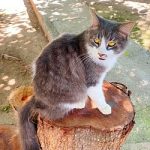 Isabel