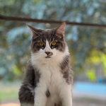 Isabel