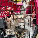 Kittens-in-carrier